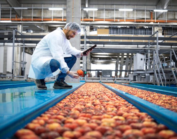 Technologist with tablet computer standing by water tank conveyers doing quality control of apple fruit production in food processing plant.